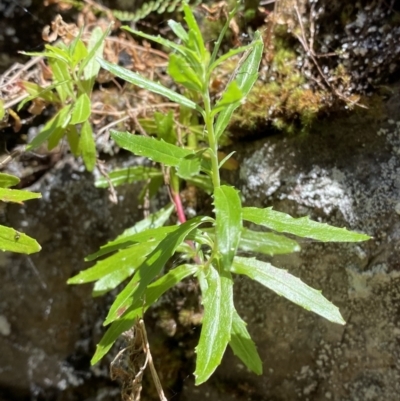 Epilobium billardiereanum subsp. hydrophilum at Coree, ACT - 29 Oct 2023 by Tapirlord