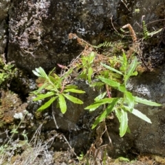 Epilobium billardiereanum subsp. hydrophilum at Namadgi National Park - 29 Oct 2023 11:20 AM