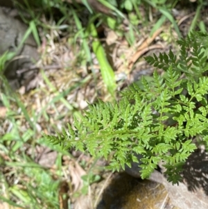 Cheilanthes austrotenuifolia at Namadgi National Park - 29 Oct 2023 11:04 AM