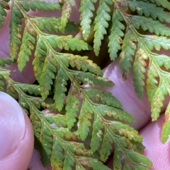 Hypolepis rugosula (Ruddy Ground-Fern) at Namadgi National Park - 29 Oct 2023 by Tapirlord