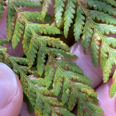 Hypolepis rugosula (Ruddy Ground-Fern) at Namadgi National Park - 29 Oct 2023 by Tapirlord