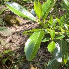 Hedycarya angustifolia (Austral Mulberry) at Coree, ACT - 28 Oct 2023 by Tapirlord