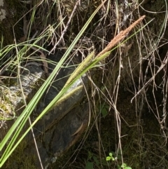 Carex gaudichaudiana (Fen Sedge) at Namadgi National Park - 28 Oct 2023 by Tapirlord