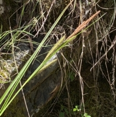 Carex gaudichaudiana (Fen Sedge) at Coree, ACT - 28 Oct 2023 by Tapirlord