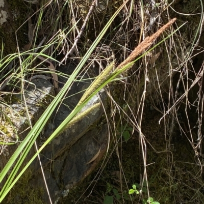 Carex gaudichaudiana (Fen Sedge) at Coree, ACT - 28 Oct 2023 by Tapirlord