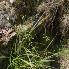 Carex gaudichaudiana at Namadgi National Park - 29 Oct 2023 10:31 AM