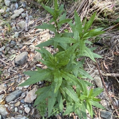 Senecio minimus (Shrubby Fireweed) at Cotter River, ACT - 28 Oct 2023 by Tapirlord