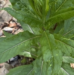 Senecio minimus at Lower Cotter Catchment - 29 Oct 2023