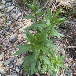 Senecio minimus at Lower Cotter Catchment - 29 Oct 2023 10:25 AM