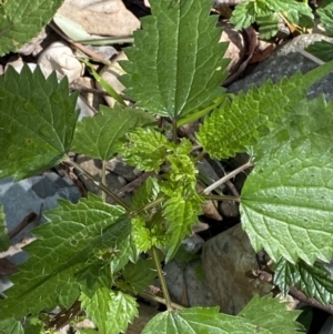 Urtica incisa at Lower Cotter Catchment - 29 Oct 2023