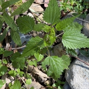 Urtica incisa at Lower Cotter Catchment - 29 Oct 2023