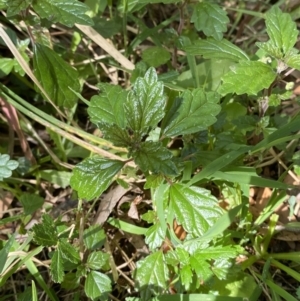 Australina pusilla subsp. muelleri at Lower Cotter Catchment - 29 Oct 2023