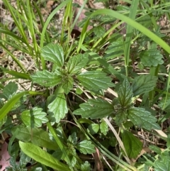 Australina pusilla subsp. muelleri at Lower Cotter Catchment - 29 Oct 2023