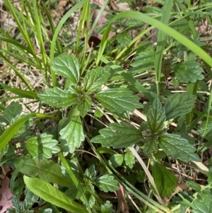 Australina pusilla subsp. muelleri at Lower Cotter Catchment - 29 Oct 2023