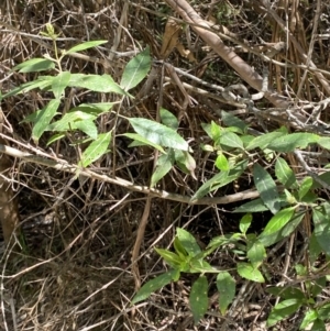 Prostanthera lasianthos at Lower Cotter Catchment - 29 Oct 2023 10:19 AM