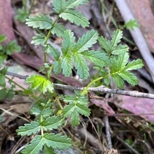 Acaena novae-zelandiae at Lower Cotter Catchment - 29 Oct 2023