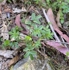 Acaena novae-zelandiae at Lower Cotter Catchment - 29 Oct 2023