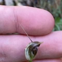 Pterostylis pedunculata (Maroonhood) at Lower Cotter Catchment - 28 Oct 2023 by Tapirlord