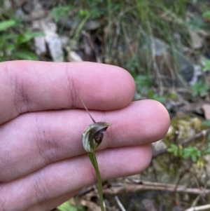 Pterostylis pedunculata at Lower Cotter Catchment - 29 Oct 2023