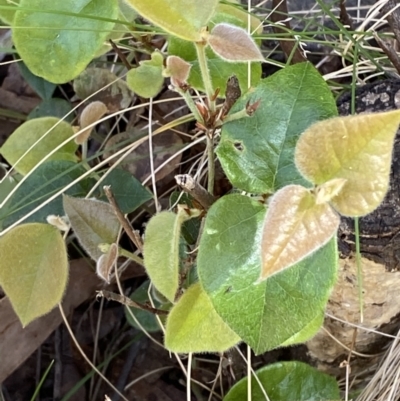 Platylobium montanum subsp. montanum (Mountain Flat Pea) at Coree, ACT - 28 Oct 2023 by Tapirlord