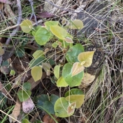 Platylobium montanum subsp. montanum at Lower Cotter Catchment - 29 Oct 2023