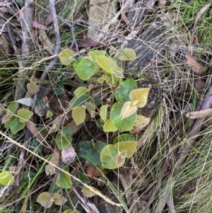 Platylobium montanum subsp. montanum at Lower Cotter Catchment - 29 Oct 2023 10:13 AM