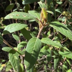 Pomaderris lanigera (Woolly Pomaderris) at Lower Cotter Catchment - 28 Oct 2023 by Tapirlord