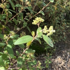 Pomaderris lanigera at Lower Cotter Catchment - 29 Oct 2023