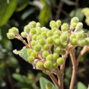 Pomaderris lanigera at Lower Cotter Catchment - 29 Oct 2023