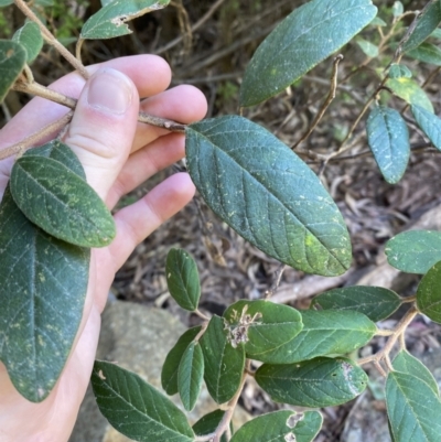 Unidentified Other Shrub at Coree, ACT - 28 Oct 2023 by Tapirlord