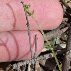 Galium ciliare subsp. ciliare at Lower Cotter Catchment - 28 Oct 2023 by Tapirlord