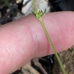 Galium ciliare subsp. ciliare at Lower Cotter Catchment - 29 Oct 2023