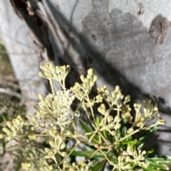 Astrotricha ledifolia (Common Star-hair) at Coree, ACT - 28 Oct 2023 by Tapirlord