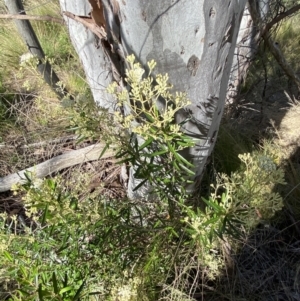 Astrotricha ledifolia at Lower Cotter Catchment - 29 Oct 2023 09:38 AM