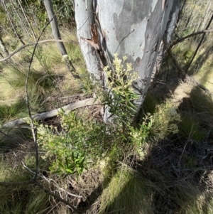 Astrotricha ledifolia at Lower Cotter Catchment - 29 Oct 2023 09:38 AM