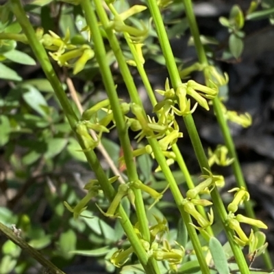 Stackhousia viminea (Slender Stackhousia) at Coree, ACT - 28 Oct 2023 by Tapirlord