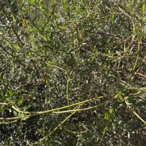 Cassytha melantha at Lower Cotter Catchment - 29 Oct 2023