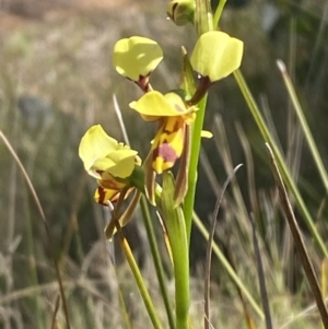 Diuris sulphurea at Lower Cotter Catchment - suppressed