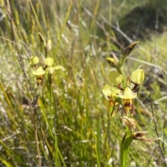 Diuris sulphurea at Lower Cotter Catchment - suppressed