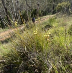 Diuris sulphurea at Lower Cotter Catchment - suppressed