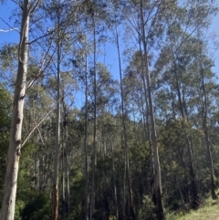 Eucalyptus viminalis subsp. viminalis (Manna Gum) at Lower Cotter Catchment - 29 Oct 2023 by Tapirlord