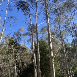 Eucalyptus viminalis subsp. viminalis at Lower Cotter Catchment - 29 Oct 2023 09:20 AM