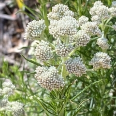 Cassinia aculeata subsp. aculeata (Dolly Bush, Common Cassinia, Dogwood) at Lower Cotter Catchment - 29 Oct 2023 by Tapirlord