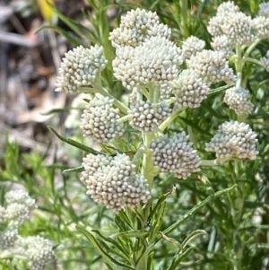 Cassinia aculeata subsp. aculeata at Lower Cotter Catchment - 29 Oct 2023 09:20 AM