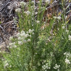 Cassinia aculeata subsp. aculeata at Lower Cotter Catchment - 29 Oct 2023