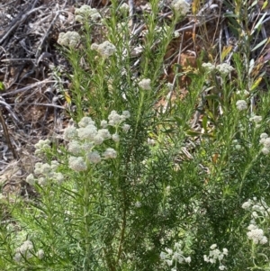 Cassinia aculeata subsp. aculeata at Lower Cotter Catchment - 29 Oct 2023 09:20 AM