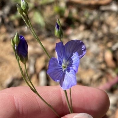 Linum marginale (Native Flax) at Lower Cotter Catchment - 28 Oct 2023 by Tapirlord