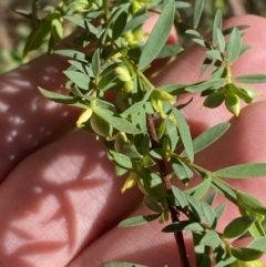 Pimelea pauciflora (Poison Rice Flower) at Lower Cotter Catchment - 29 Oct 2023 by Tapirlord