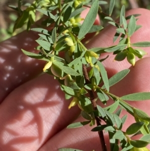 Pimelea pauciflora at Lower Cotter Catchment - 29 Oct 2023 09:08 AM