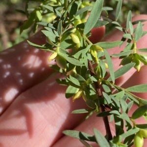 Pimelea pauciflora at Lower Cotter Catchment - 29 Oct 2023